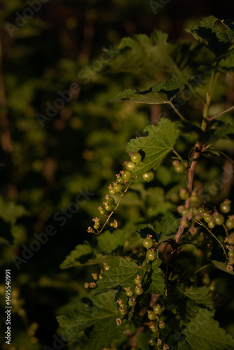 red currant on a branch. green currant on a bush branch. growing currants. green currant bush