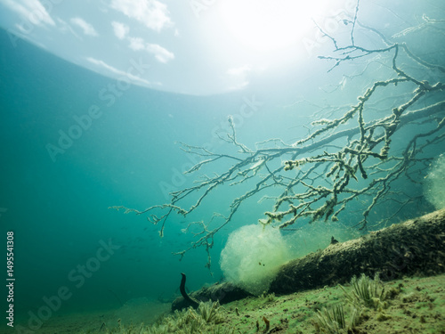 Algae and sunken tree branches underwater