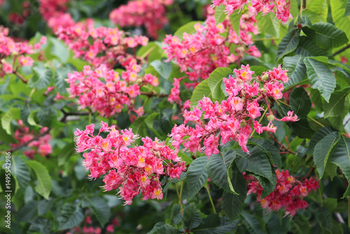 Wallpaper Mural Red chestnut flowers with selective focus. Close-up of chestnut blossom. Beautiful chestnut tree in bloom. Chestnut flowers among green leaves, spring. Nature background Torontodigital.ca