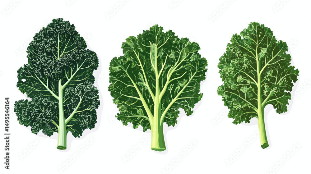 Illustration of Three Varieties of Broccoli Leaves in Different Shades of Green on White Background Illustration of Three Varieties of Broccoli Leaves in Different Shades of Green on White Background
