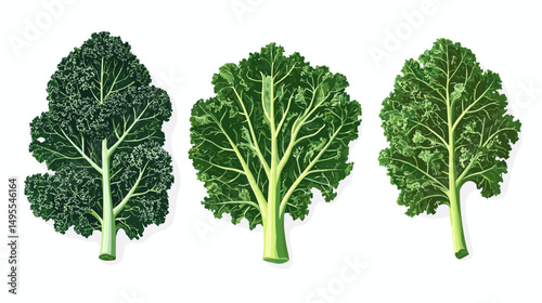Illustration of Three Varieties of Broccoli Leaves in Different Shades of Green on White Background