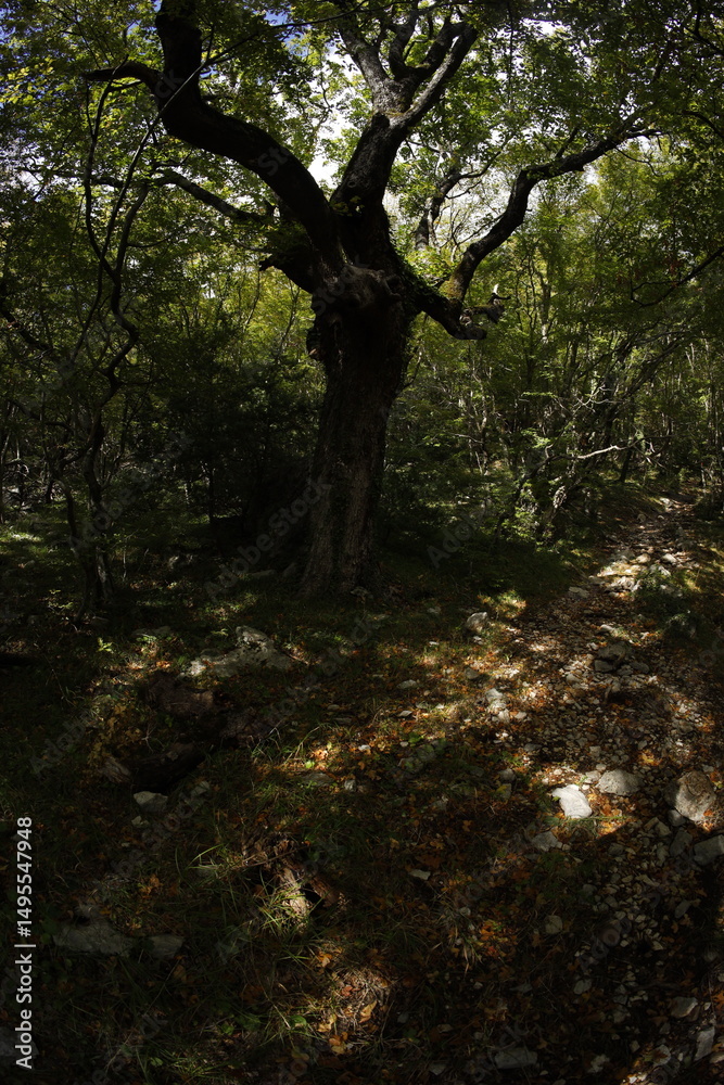 Fototapeta premium Foliage forest in montenegro early autumn