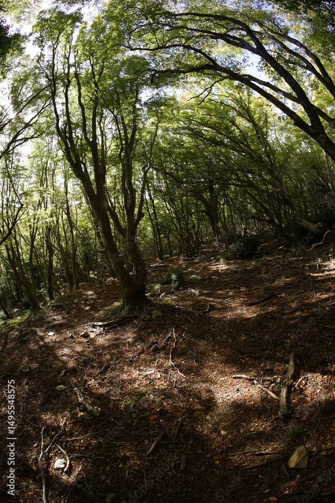Obraz premium Foliage forest in montenegro early autumn