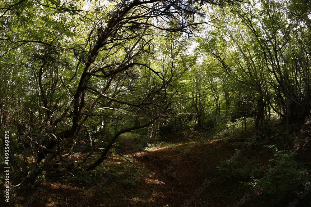 Fototapeta premium Foliage forest in montenegro early autumn
