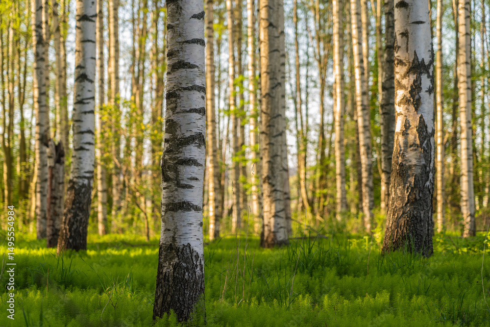 Fototapeta premium Spring sunset in the forest