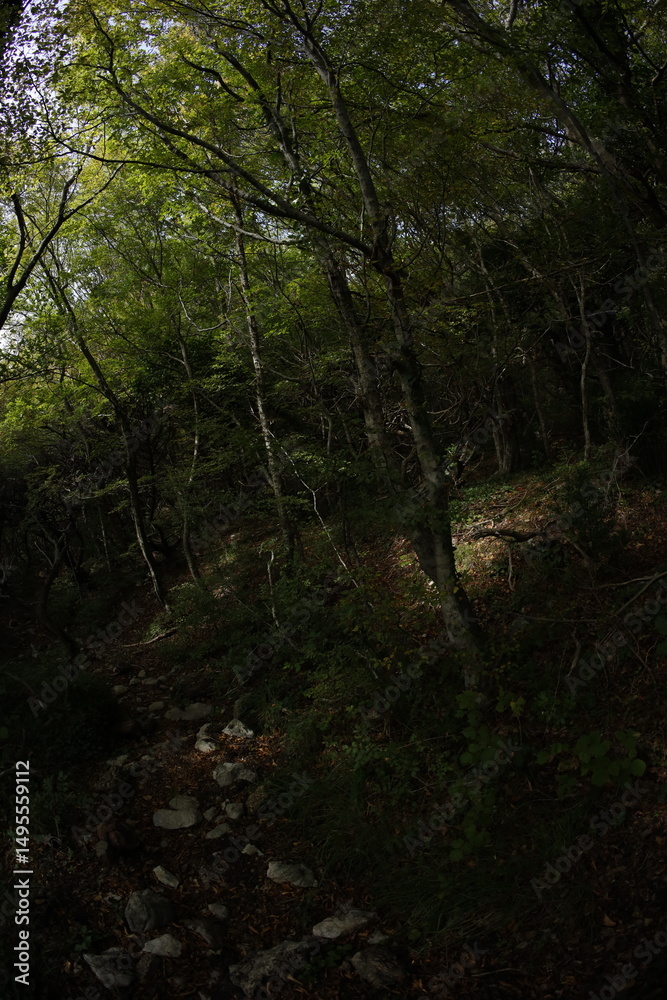 Fototapeta premium Autumn near coast in Montenegro, late fall