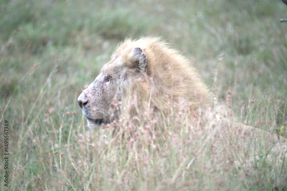 Fototapeta premium lion in the grass, Animal of Africa