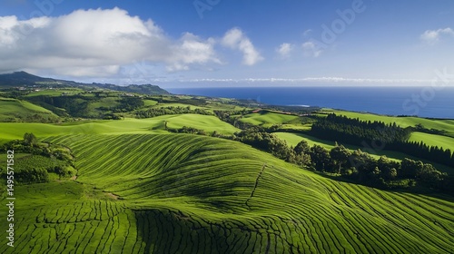 Aerial View of Cha Gorreana Tea Plantation with Geometric Shapes Captured by Drone