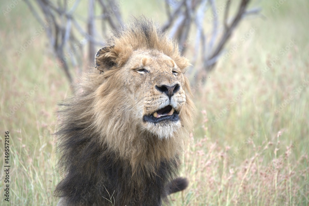 Fototapeta premium lion in the grass, Animal of Africa