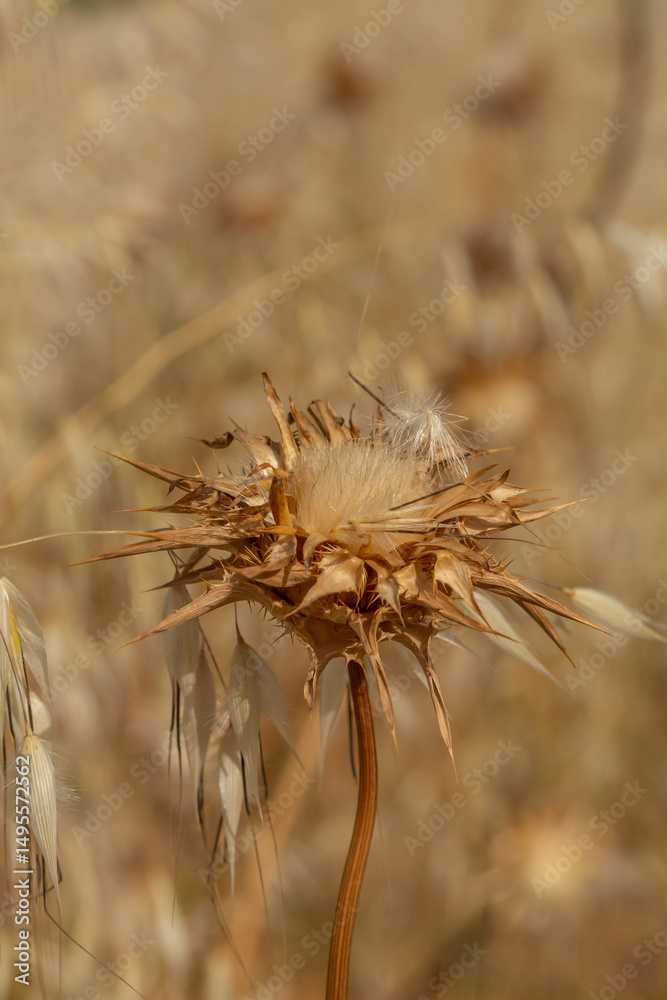Close-up of a dry thistle in soft golden light, revealing intricate spikes and fluffy seeds. A perfect minimalist nature photo capturing the quiet beauty of wild plants in late summer. Close-up of a dry thistle in soft golden light, revealing intricate spikes and fluffy seeds. A perfect minimalist nature photo capturing the quiet beauty of wild plants in late summer.