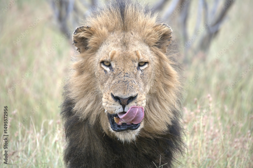 Fototapeta premium lion in the grass, Animal of Africa