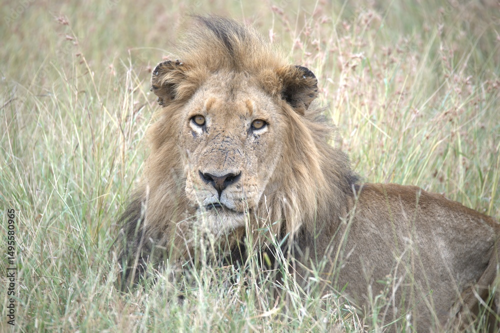 Fototapeta premium lion in the grass, Animal of Africa