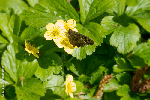 Speckled Wood Butterfly (Pararge aegeria) perched on yellow marsh marigold in Zurich, Switzerland