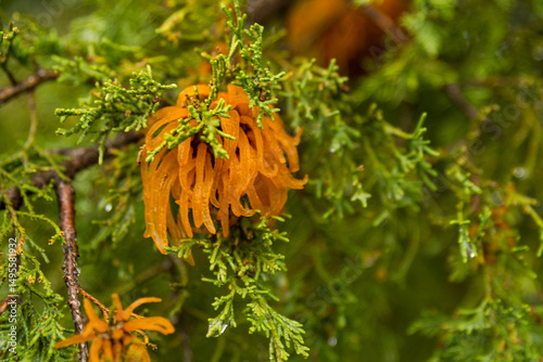 cedar apple rust on a cedar tree in the spring
