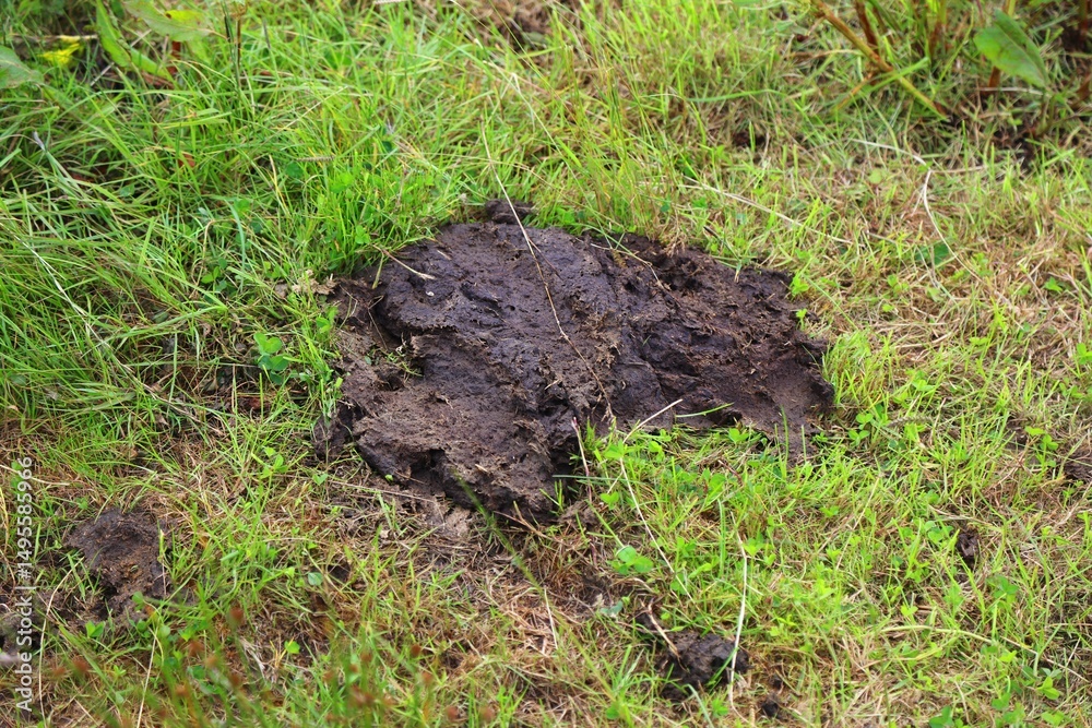 Fototapeta premium Cow poop on grass in Ireland