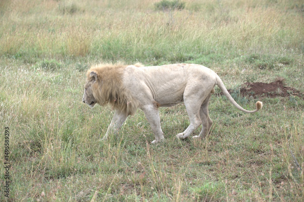 Obraz premium lion in the grass, Animal of Africa