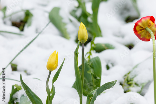 Close-up of a yellow tulip in bloom in the snow