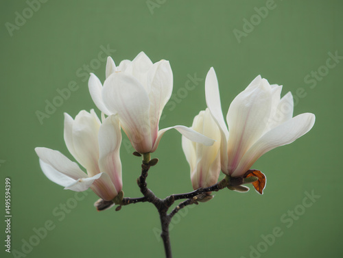 Delicate White Magnolia Blooms Against Soft Green