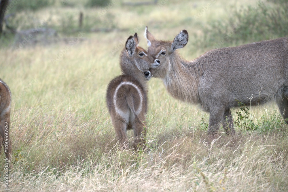 Fototapeta premium African Wildlife Family of Waterbucks – Animal of Africa