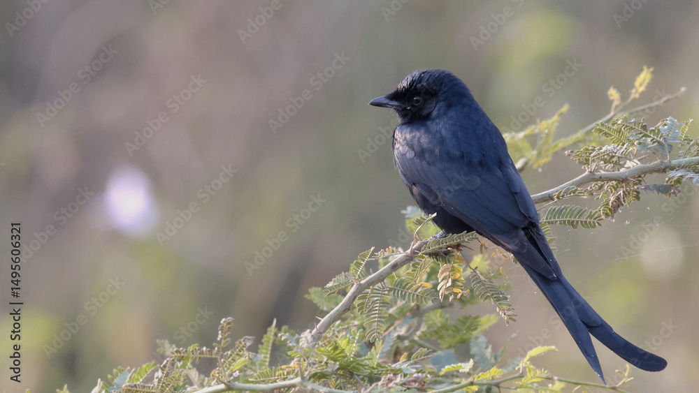 Fototapeta premium lilac breasted roller