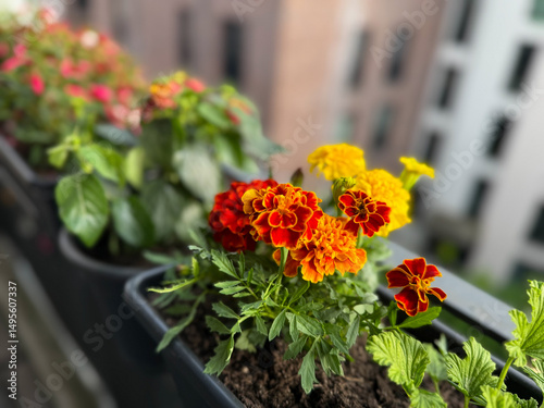 Blooming yellow orange and red Tagetes erecta marigolds decorative flowers in flower pot in balcony garden close up 
