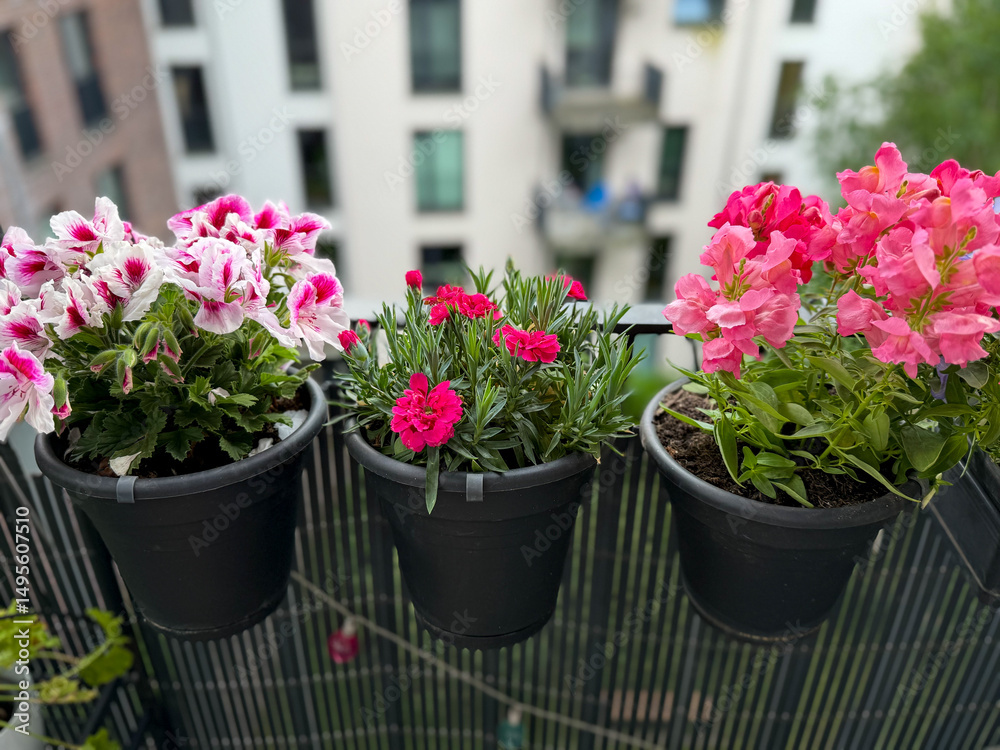 Fototapeta premium View of the beautiful urban balcony garden with assorted blooming flowers in flower pots, pink carnations, pelargonium grandiflorum and marguerites