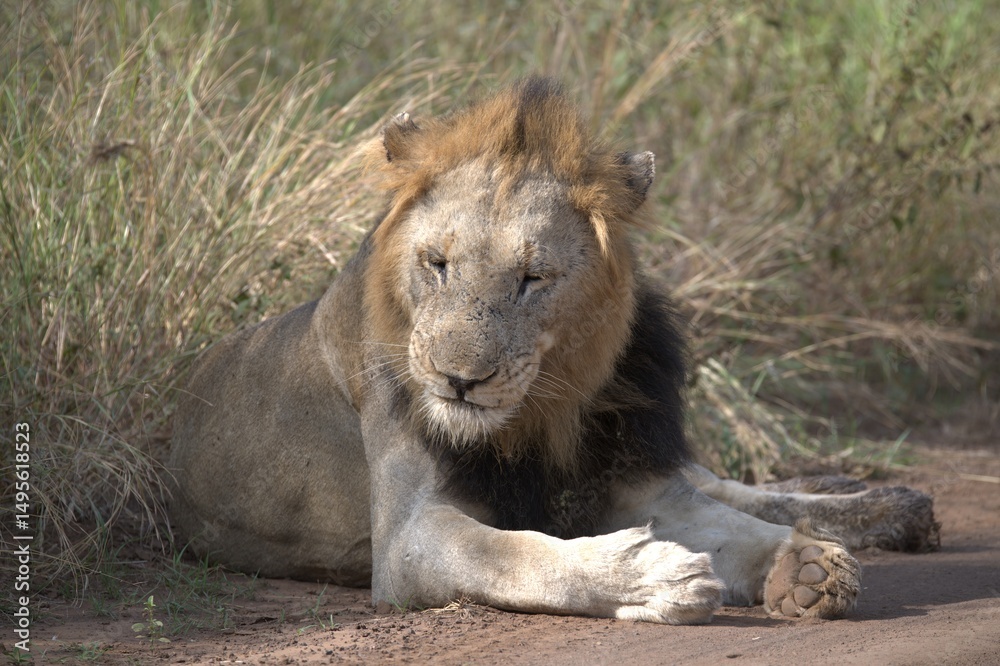 lion in the grass lion in the grass