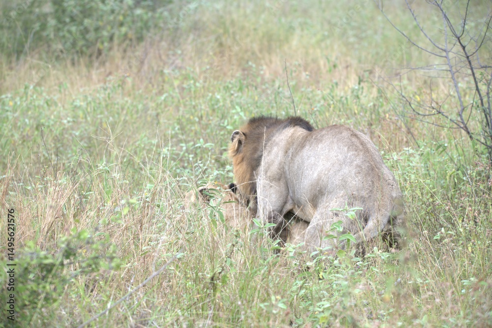Fototapeta premium lion in the grass