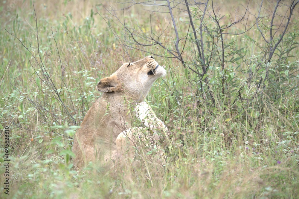 Fototapeta premium lion in the grass