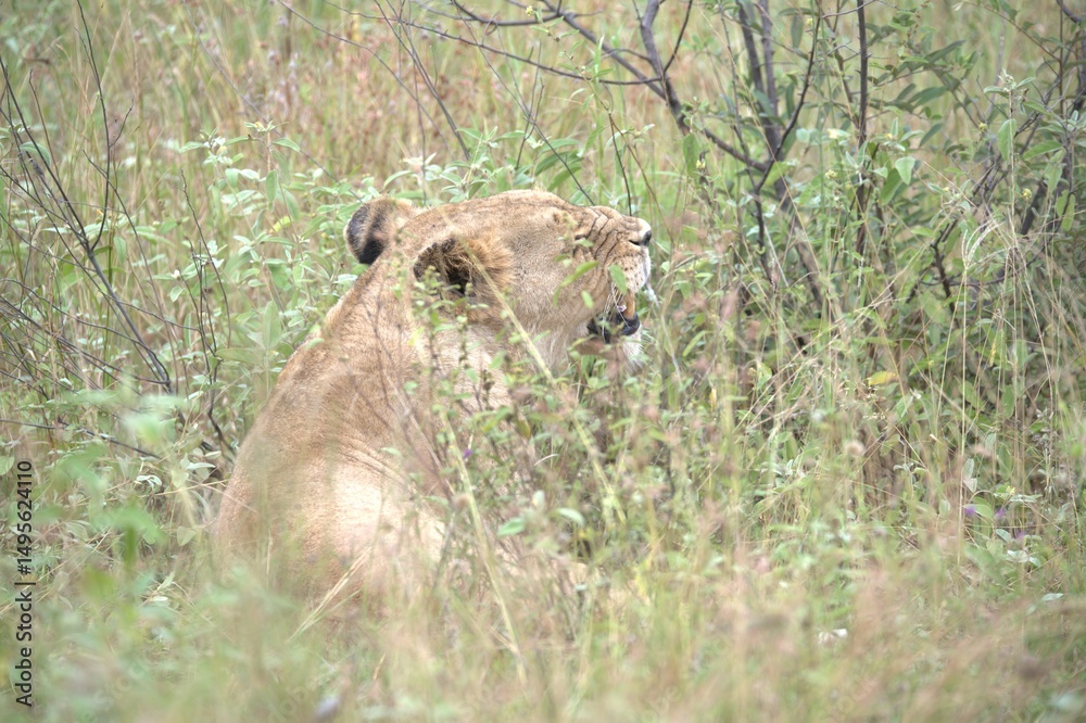 Fototapeta premium lion in the grass