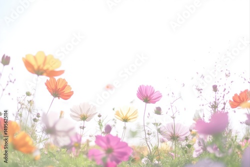 Colorful cosmos flowers in bloom, floral background for spring designs and nature photography projects.