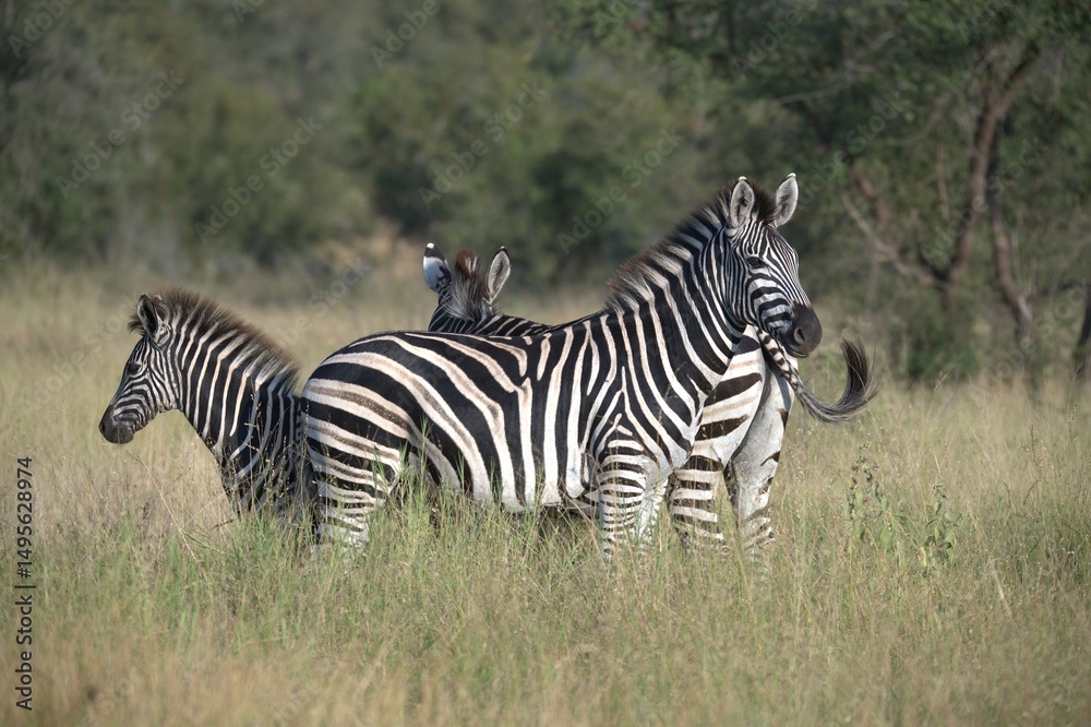 Fototapeta premium zebra in the wild