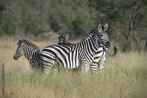 zebra in the wild