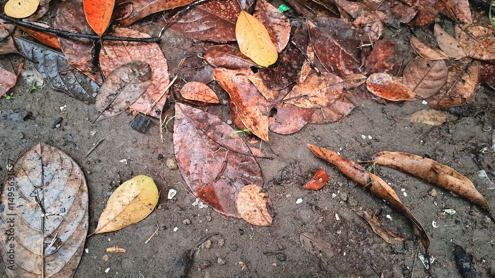Explore the natural texture of dry and dead leaves piled on the ground, a classic scene of autumn with brown leaf litter covering the forest floor Explore the natural texture of dry and dead leaves piled on the ground, a classic scene of autumn with brown leaf litter covering the forest floor
