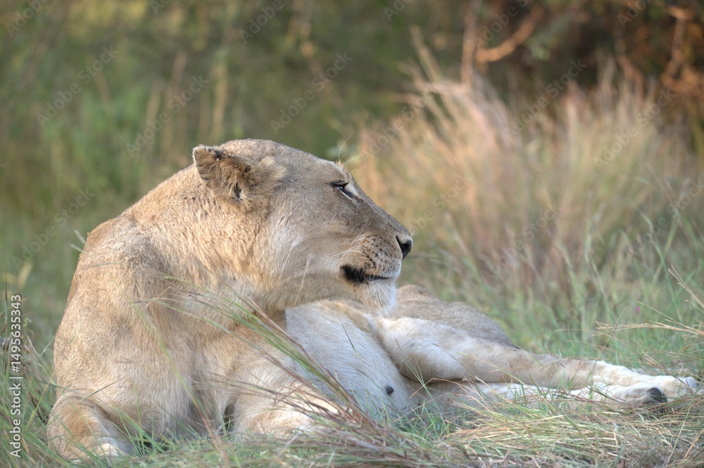 Fototapeta premium lion in the grass