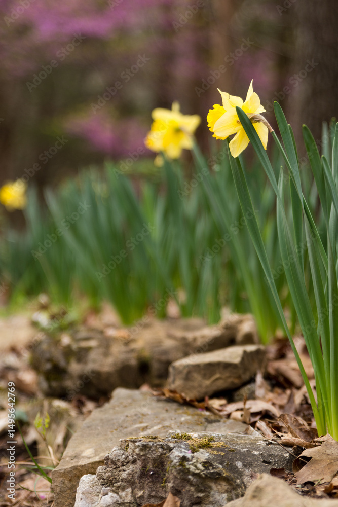 Obraz premium yellow daffodils in the woods with redbuds
