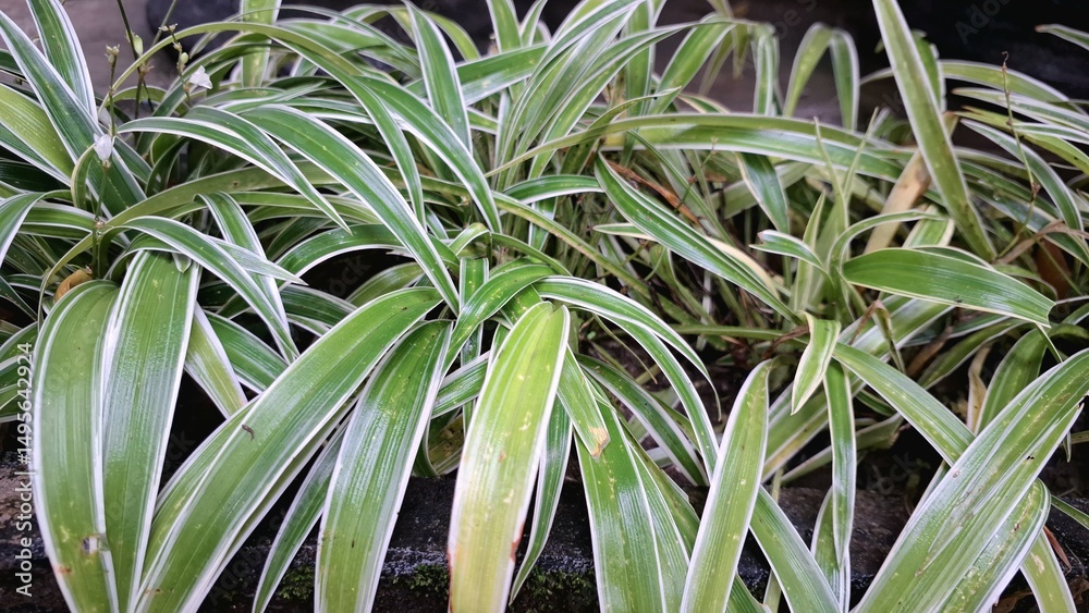 Obraz premium Air-Purifying Spider Plant (Chlorophytum comosum): A Lush Green Indoor Houseplant with Distinctive White-Edged Leaves, Ideal for Sustainable Office and Home Greenery