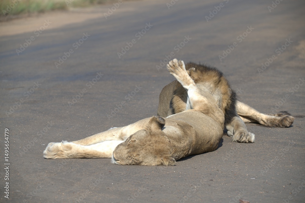 Fototapeta premium Lion on the road , Animal of africa