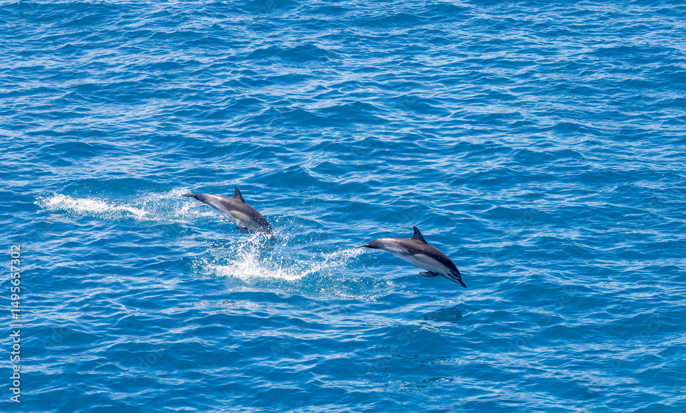 Naklejka premium Playful dolphins swimming in the ocean in Queen Charlotte Sound, New Zealand