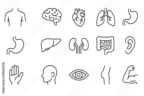 Human anatomy outlines showcasing major organs and body systems in a clear and educational layout for study purposes