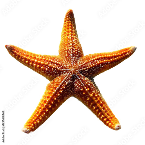 Orange Starfish Image