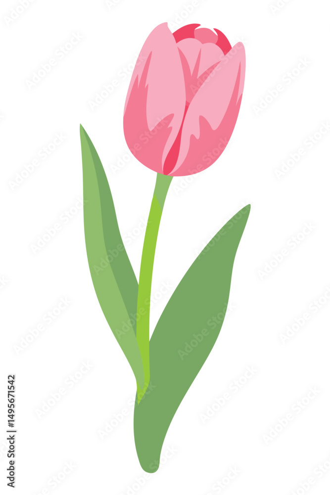 Obraz premium Single Pink Tulip Flower with Green Stem and Leaves on White Background for Floral Design