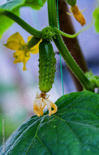 Young cucumber growing on vine with dried flower