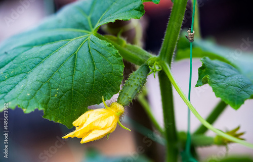 Tiny cucumber with yellow flower on plant

