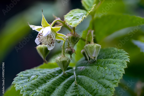Raspberry flower and fruit buds with rain droplets, macro botanical close-up