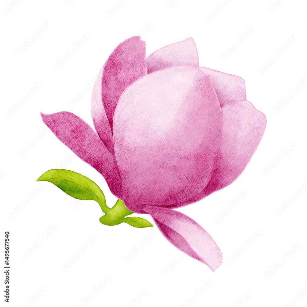Fototapeta premium Pink and white magnolia flower tiny green leaves. Watercolor isolated element on white background. Hand drawn flower for tea packaging design.
