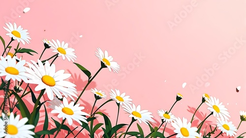 Daisies on a Pink Sky: Floral Beauty for Spring and Summer Themes