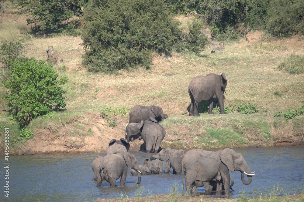 Obraz premium elephants in the waterelephants in the water