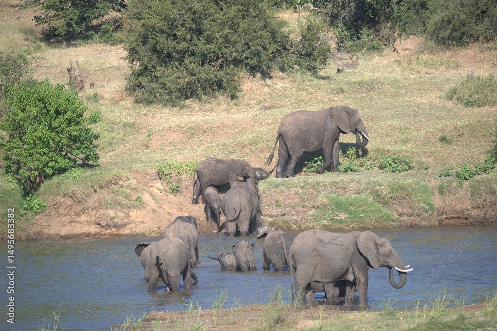 Obraz premium elephants in the waterelephants in the water