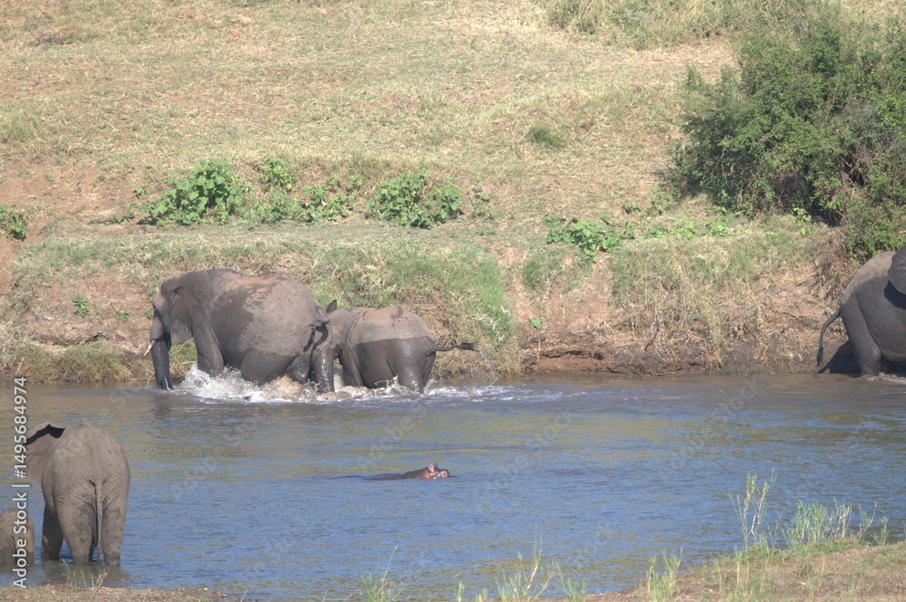 Obraz premium elephants in the waterelephants in the water